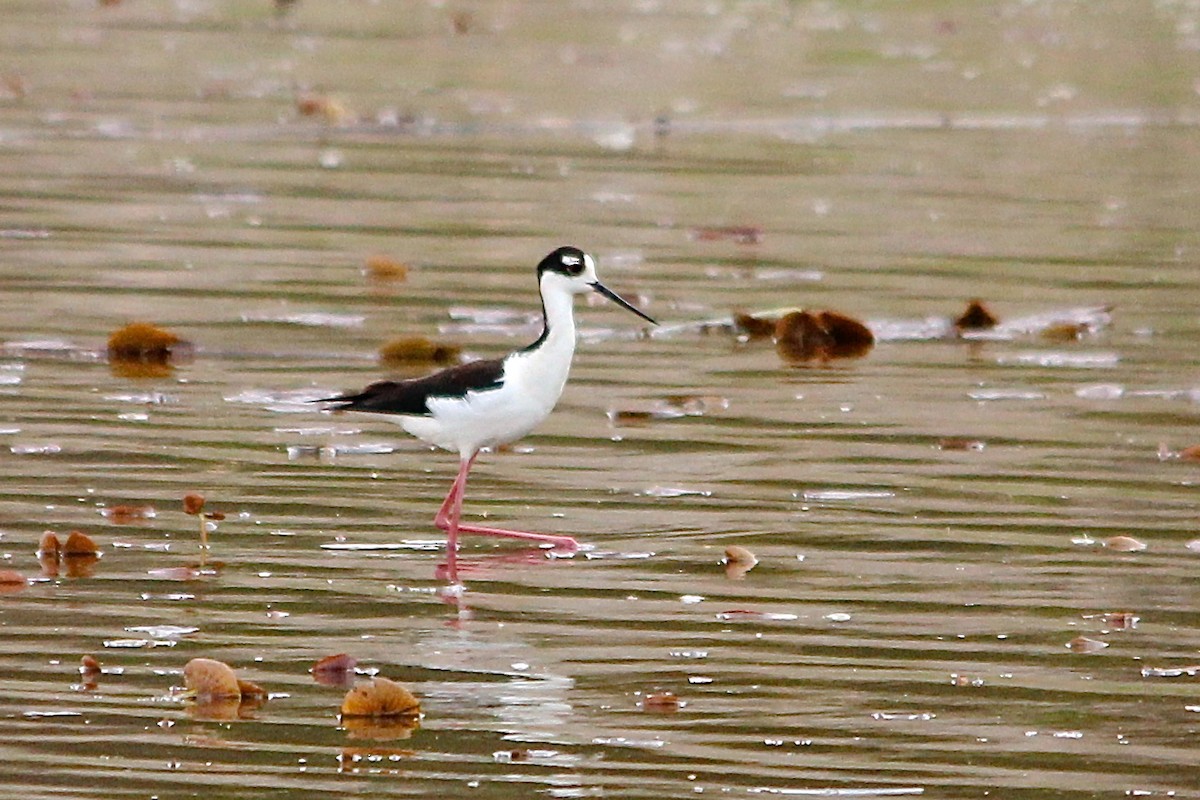 Black-necked Stilt - ML75952751