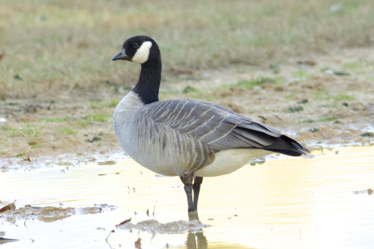 Cackling Goose - ML75955581