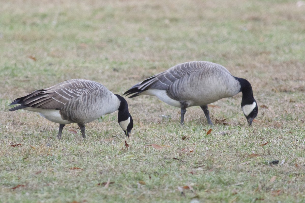 Cackling Goose - ML75955601