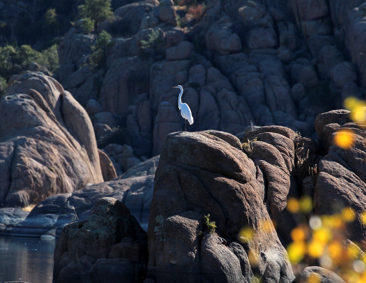 Great Egret - ML75958031