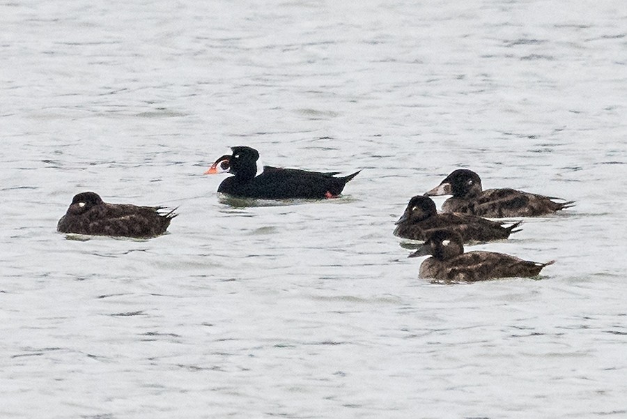 Surf Scoter - ML75960221