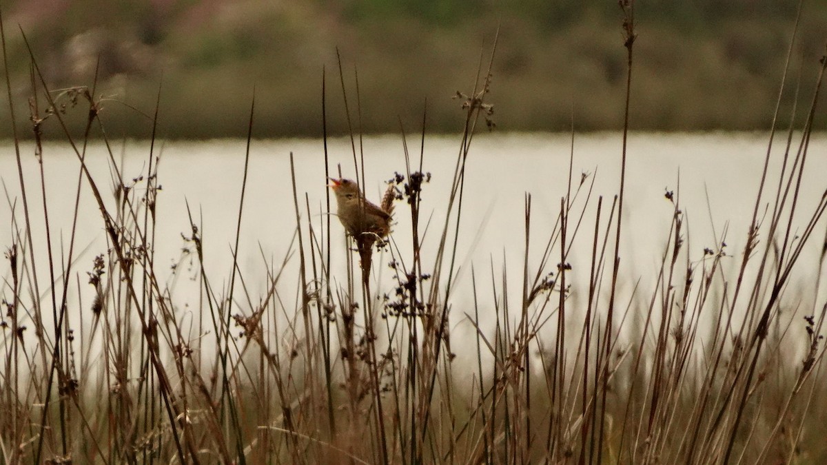 Grass Wren - Diego Davis Urrea