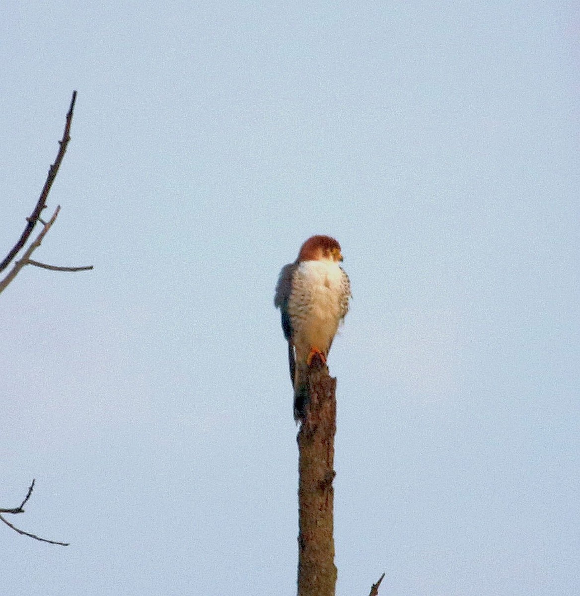 Red-necked Falcon - ML75962141