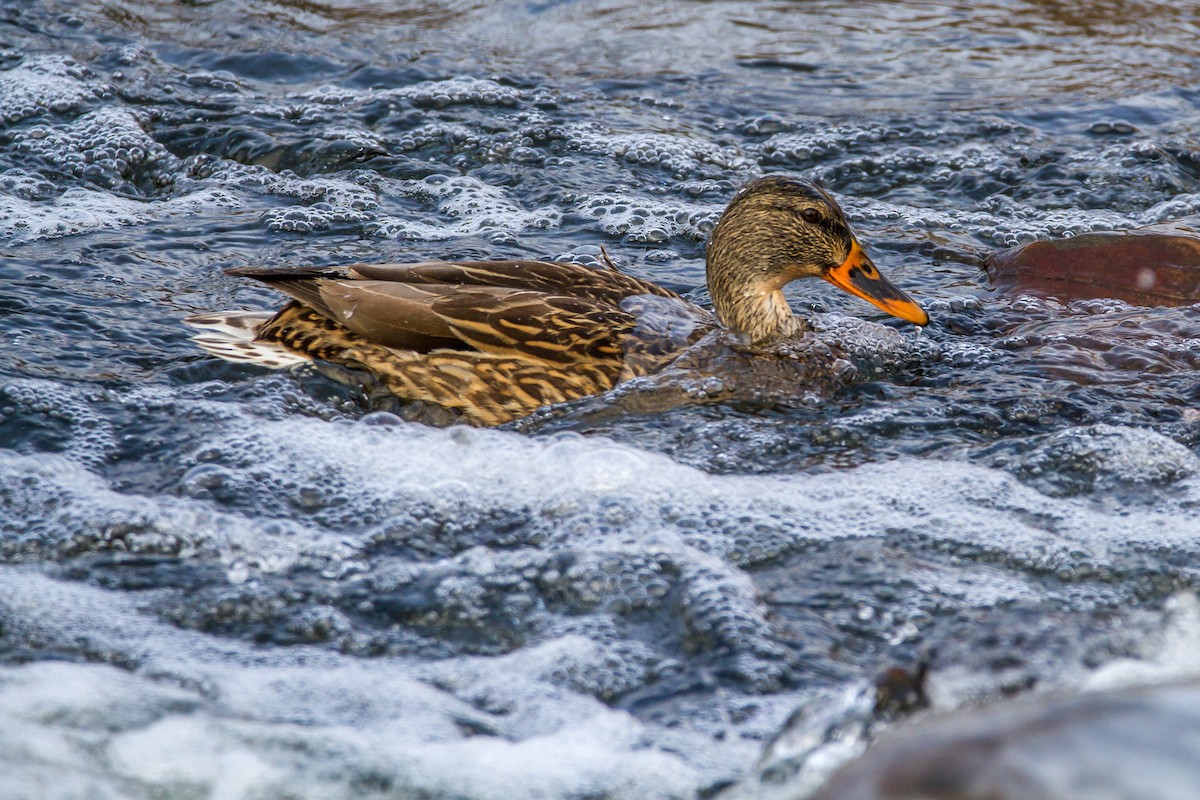 Mallard - Bruce Gates