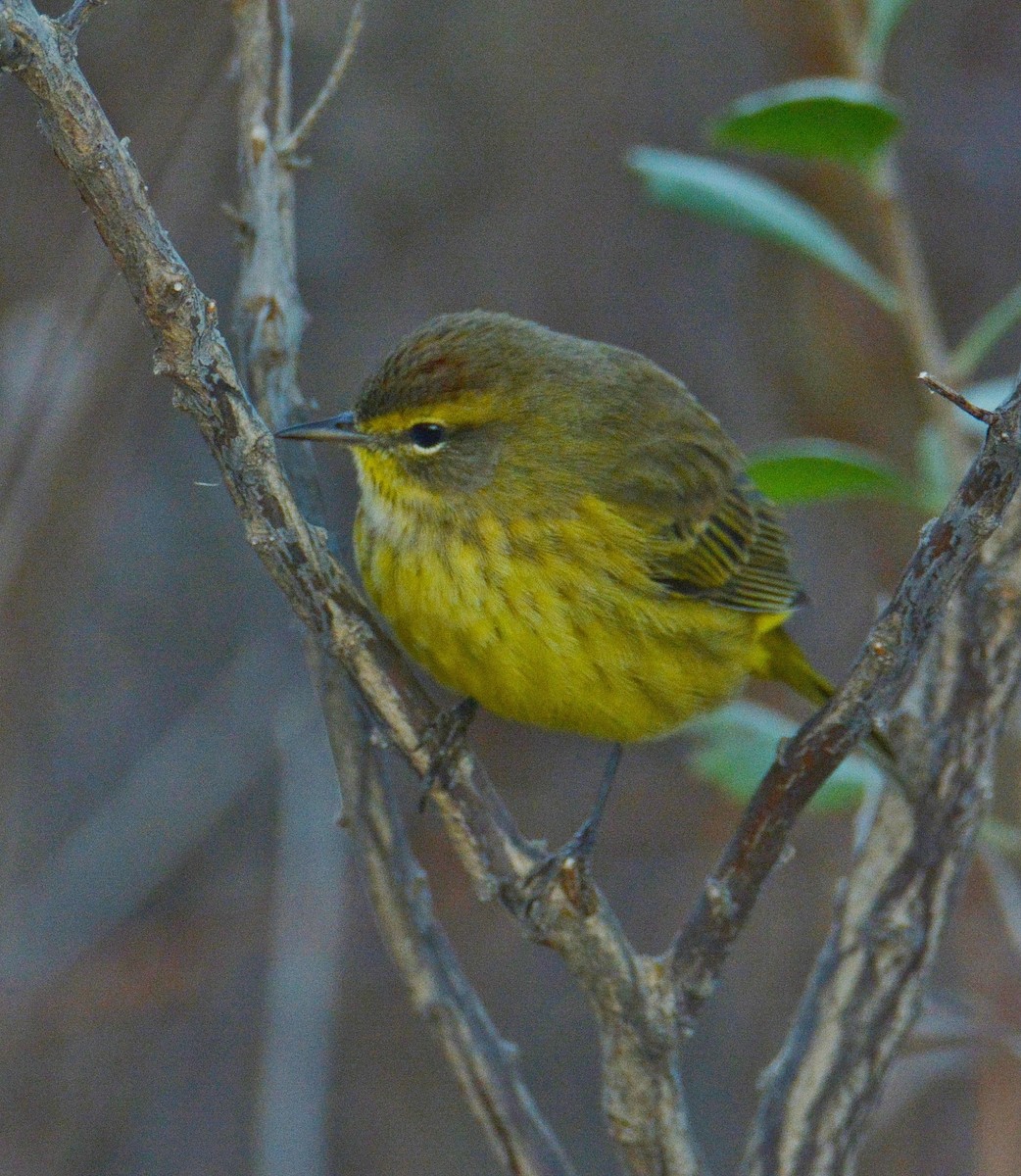 Palmiye Ötleğeni (hypochrysea) - ML75963121