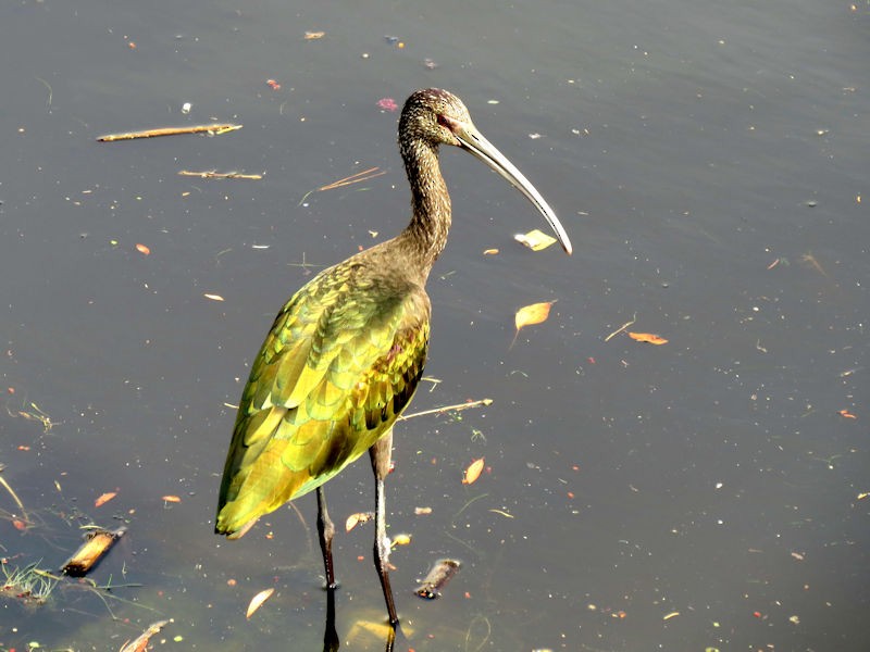 ibis americký - ML75965311