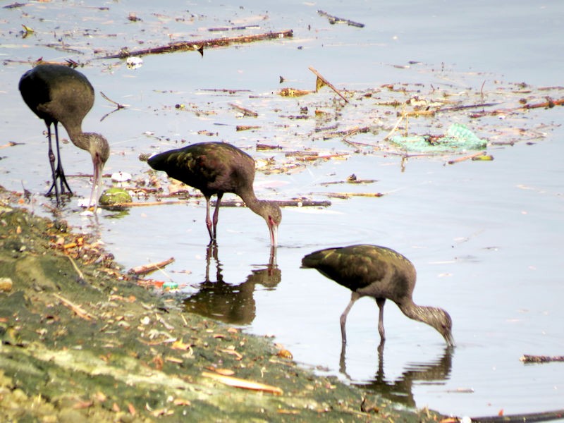 White-faced Ibis - Dean Newhouse