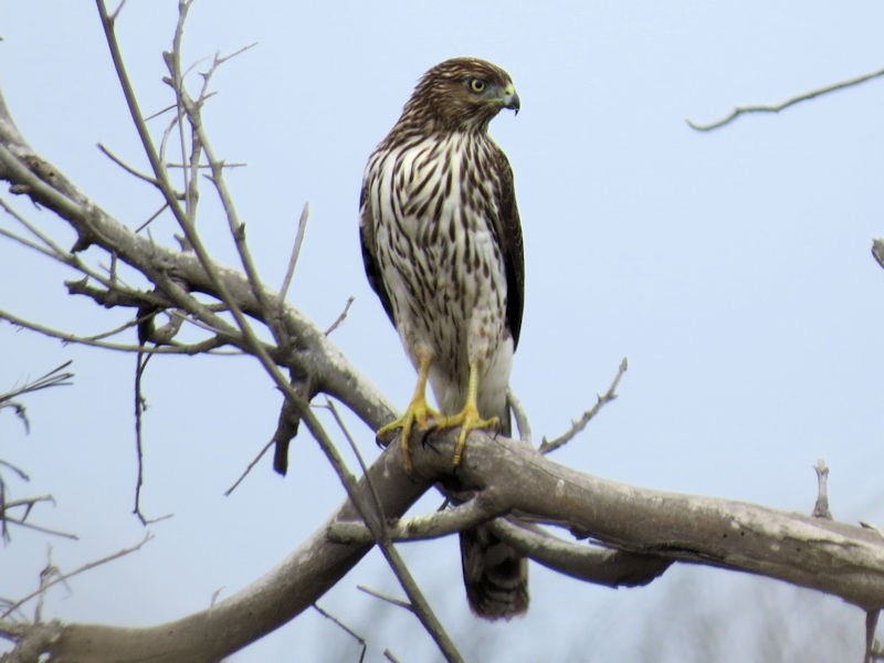 Cooper's Hawk - Dean Newhouse