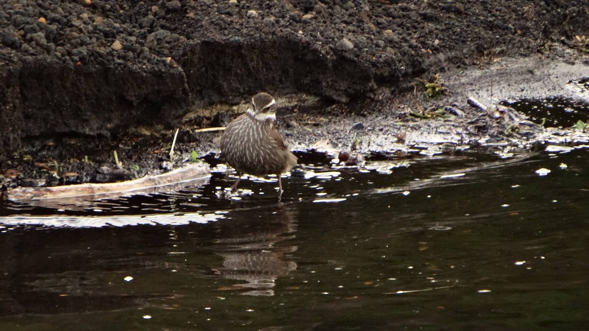 Dark-bellied Cinclodes - ML75966051