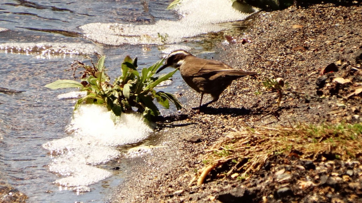 Dark-bellied Cinclodes - ML75966151