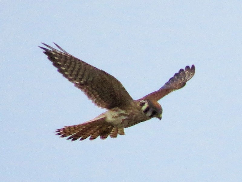 American Kestrel - ML75966291