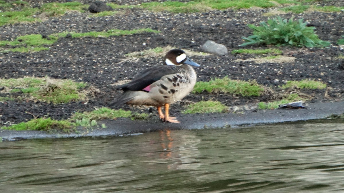 Spectacled Duck - ML75966451