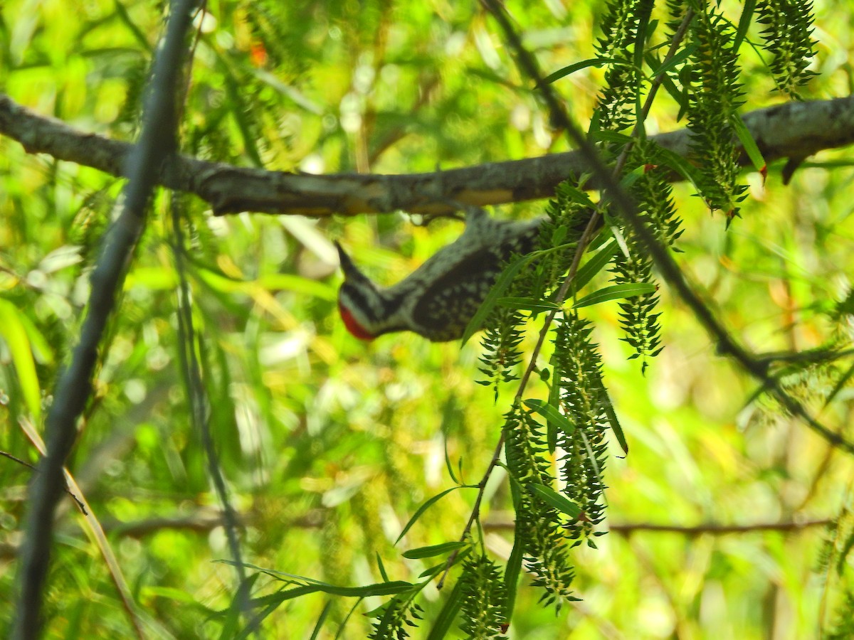 Ladder-backed Woodpecker - ML75967991