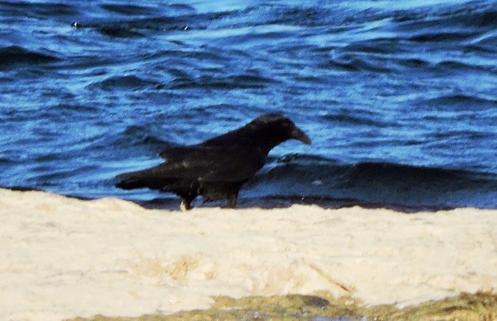 Common Raven - ML75968041
