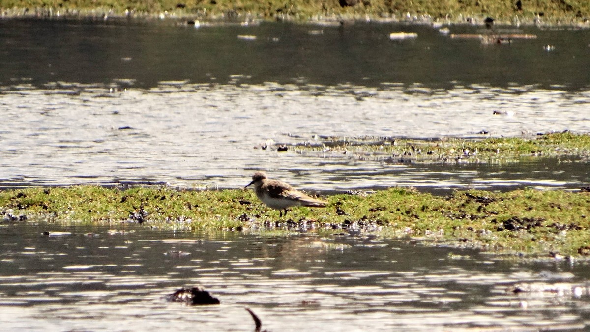 Baird's Sandpiper - ML75968541