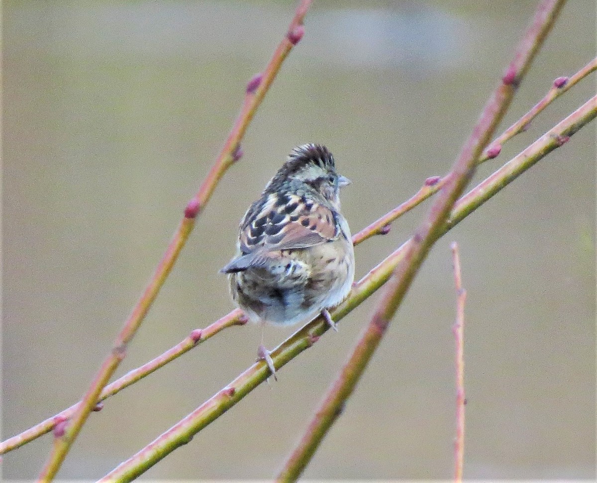 Swamp Sparrow - ML75968901