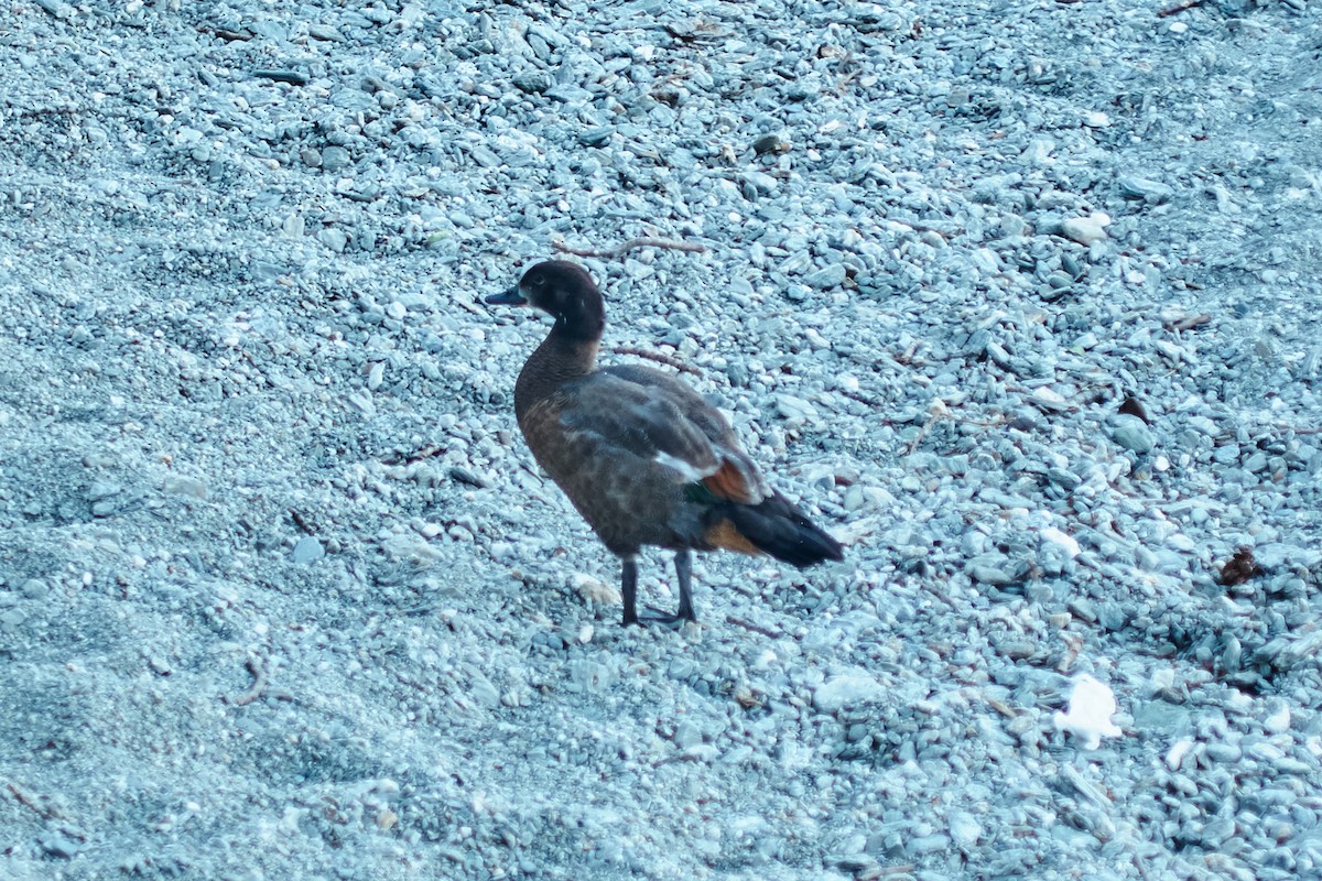 Paradise Shelduck - ML75969901