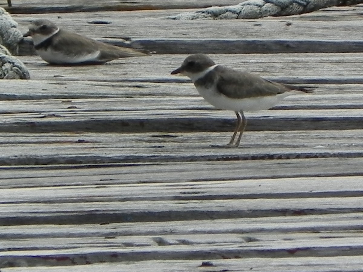 Semipalmated Plover - ML75970771