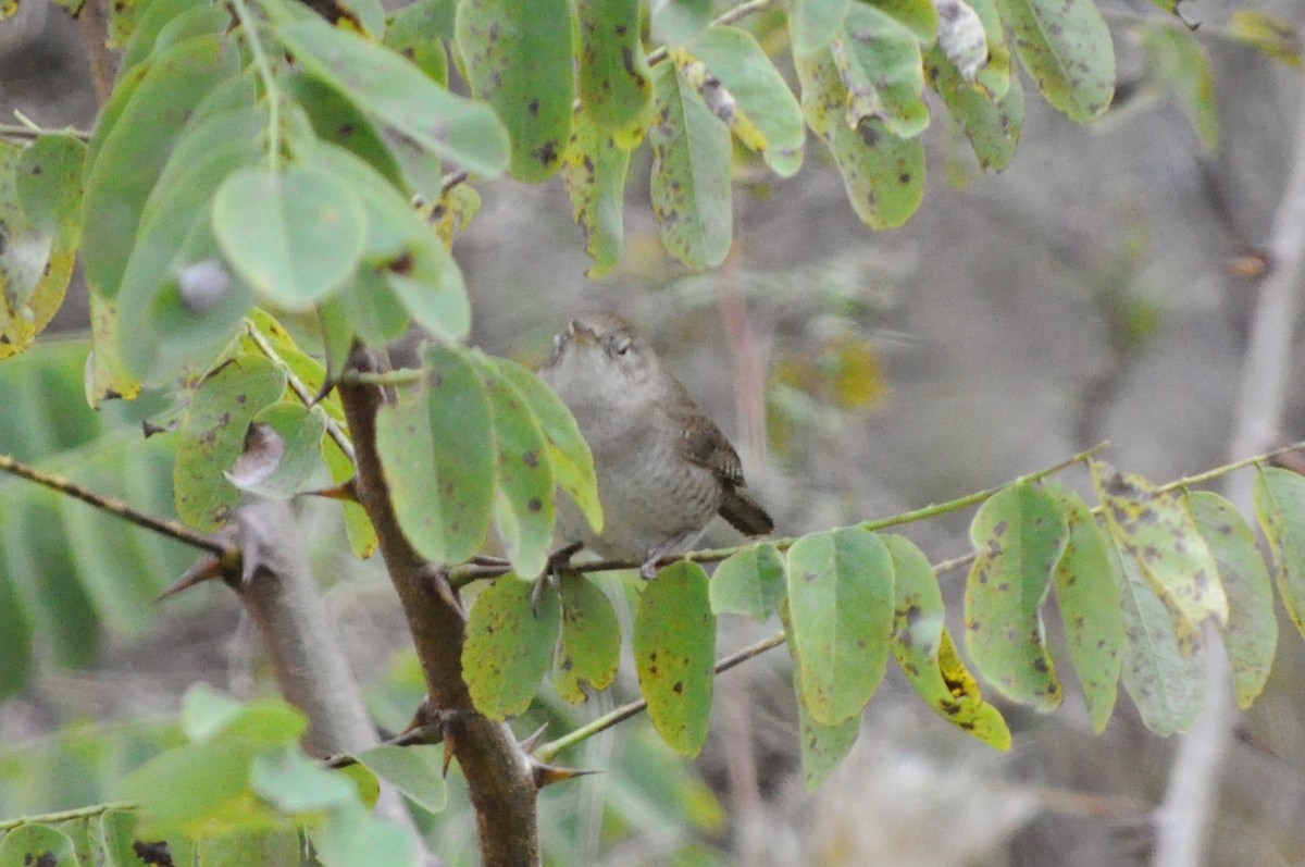 House Wren - ML75970801