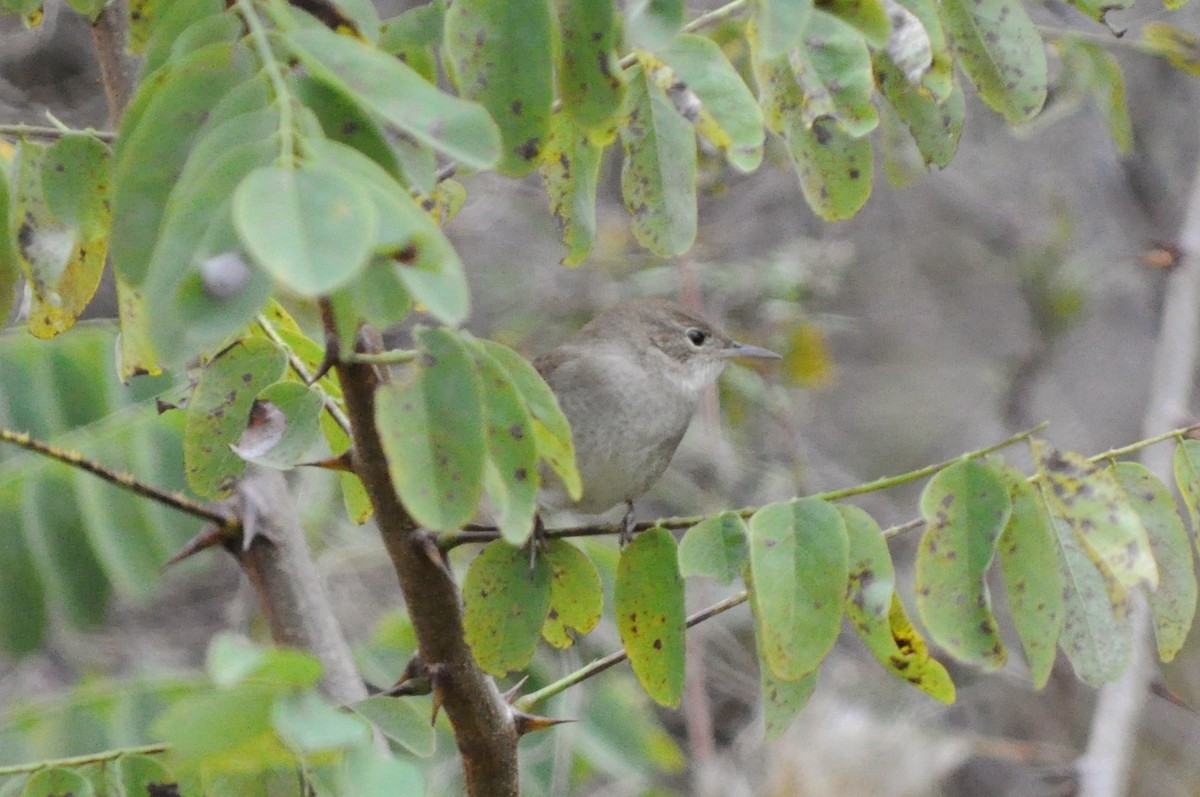 House Wren - ML75970821