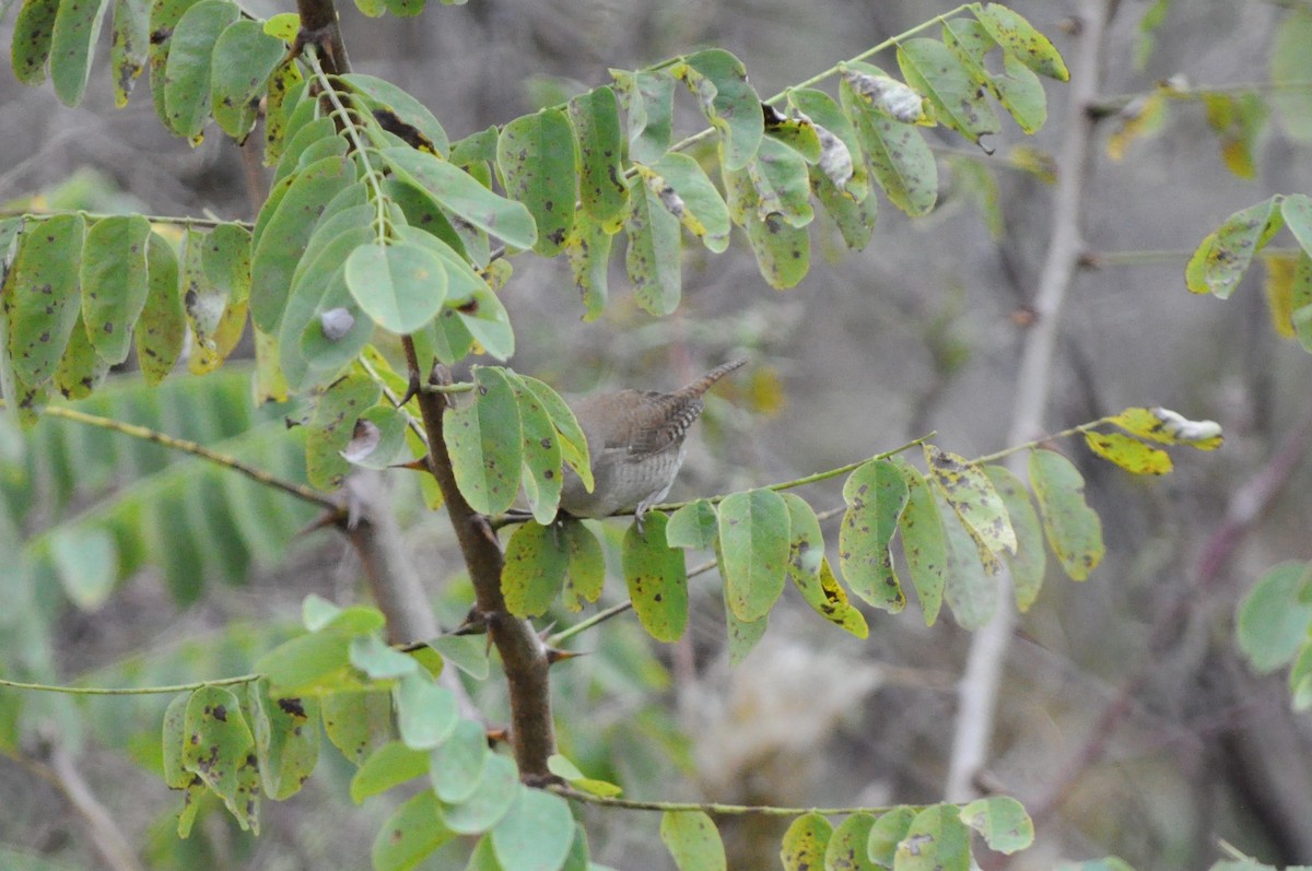 House Wren - ML75970841