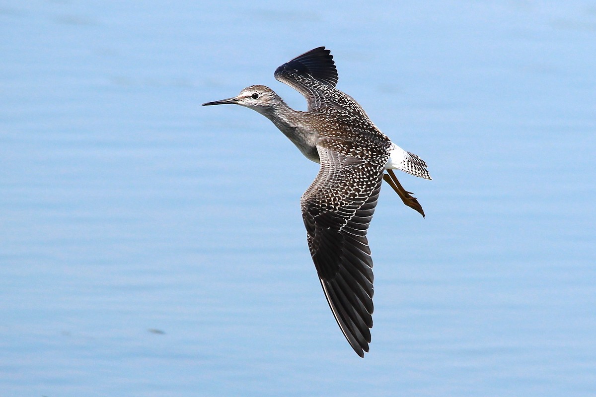 Lesser Yellowlegs - ML75971941