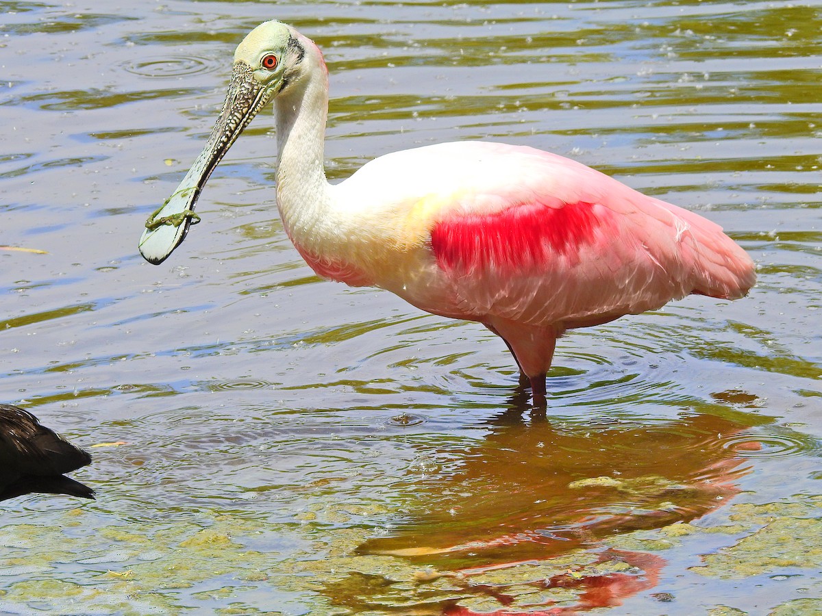 Roseate Spoonbill - James Bozeman