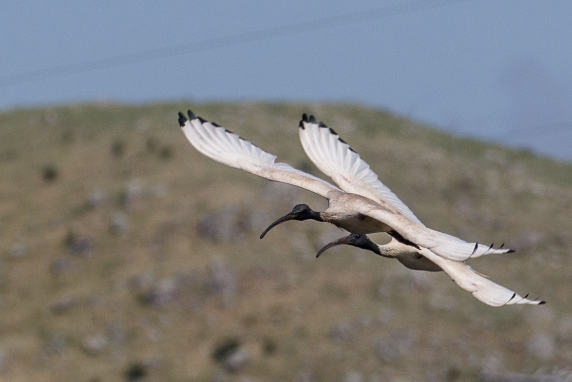 ibis australský - ML75973381