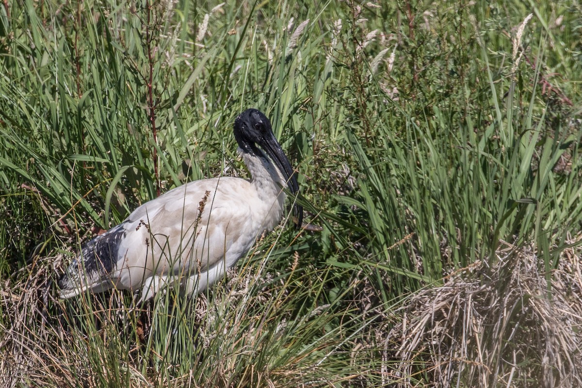 Australian Ibis - ML75973391