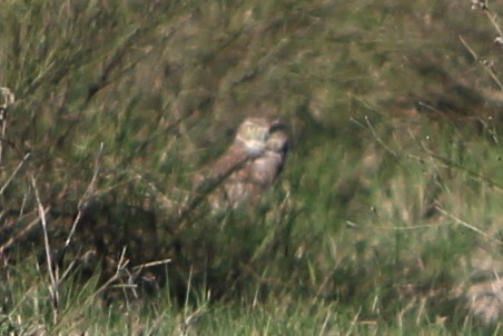 Burrowing Owl - Brian Berry