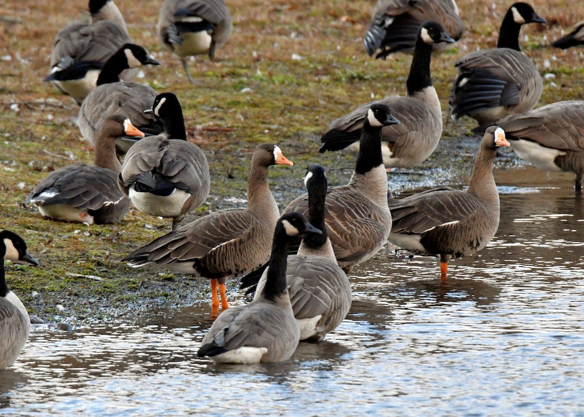 Greater White-fronted Goose - ML75974381
