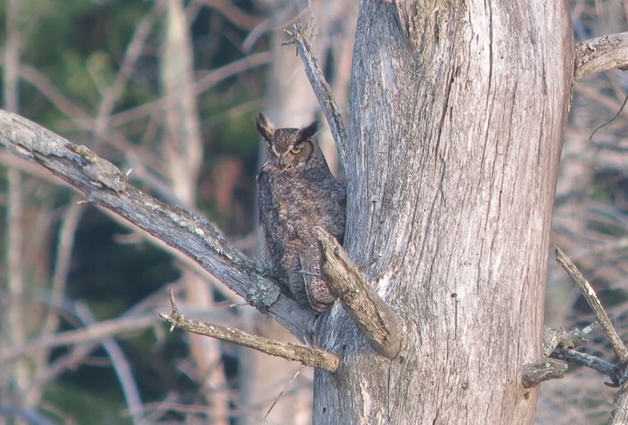 Great Horned Owl - Griffin Richards