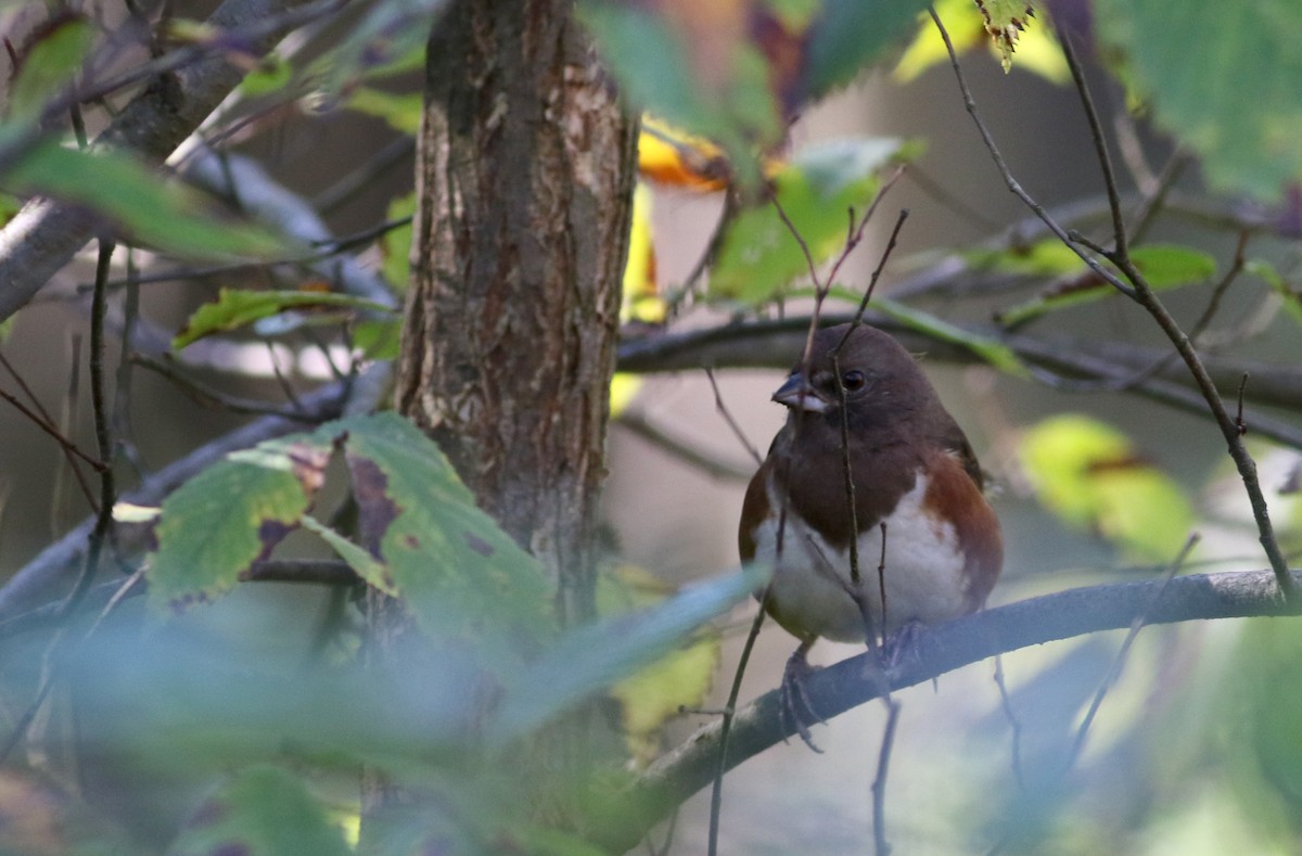 Eastern Towhee - ML75975251