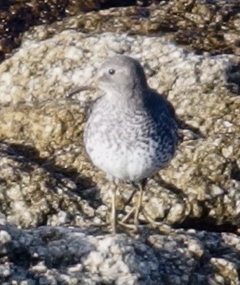 Rock Sandpiper - ML75975611