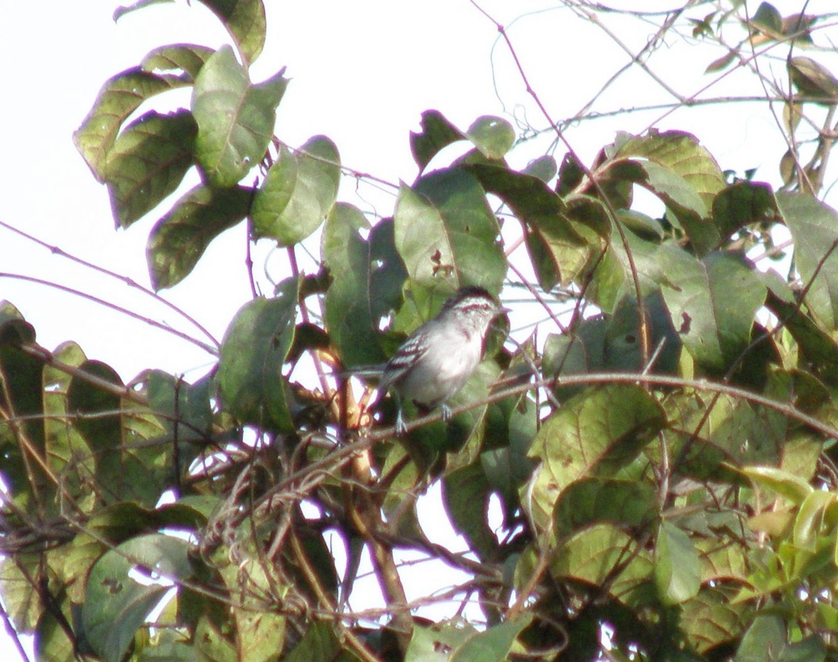 Ash-throated Antwren - ML75976011