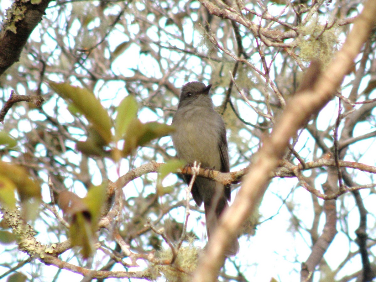 Grayish Mourner - ML75976291