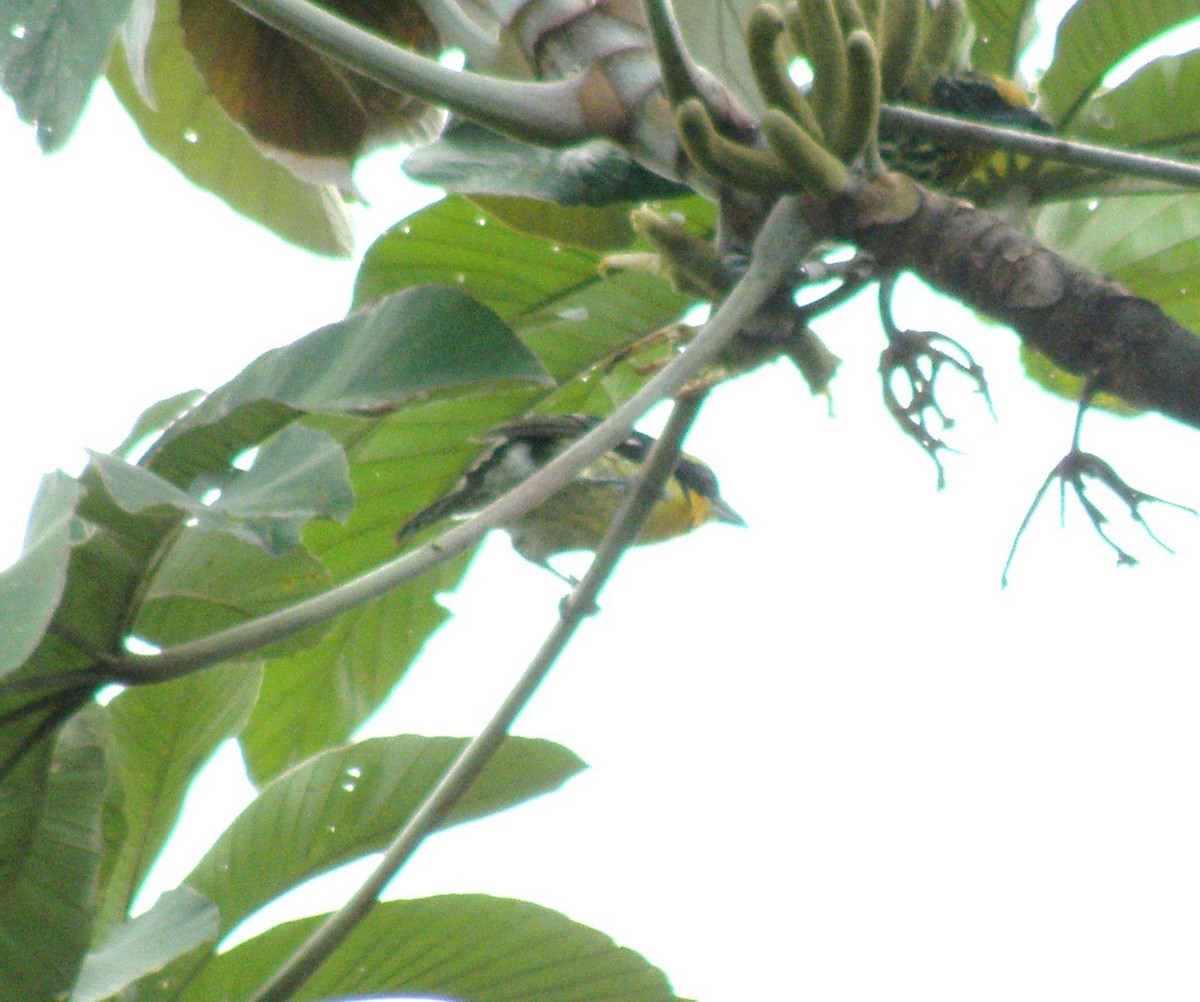 Gilded Barbet - ML75976491