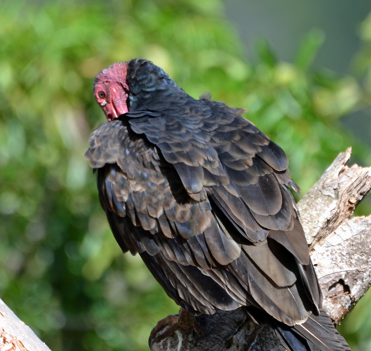 Turkey Vulture - Michael J Good