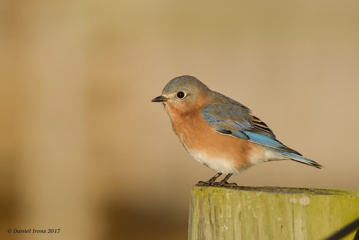 Eastern Bluebird - Daniel Irons