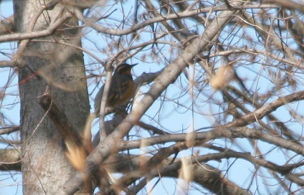 Varied Thrush - ML75977291