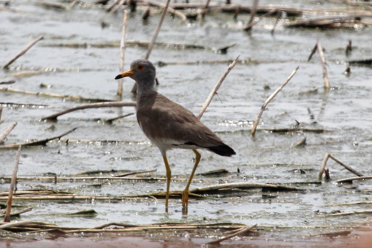 Gray-headed Lapwing - ML75977421