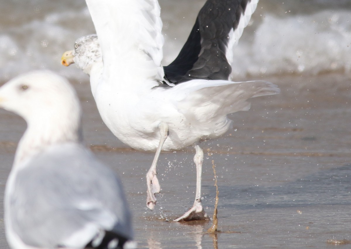 Kelp x American Herring Gull (hybrid) - ML75979431
