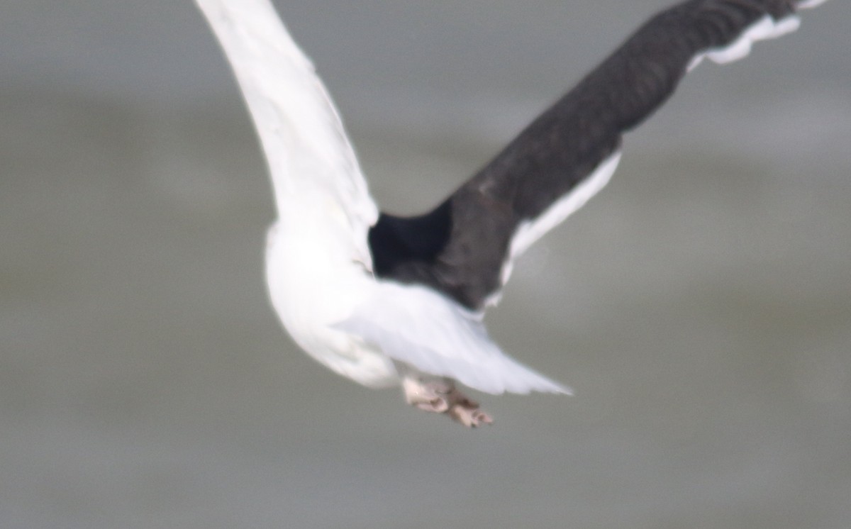 Kelp x American Herring Gull (hybrid) - ML75979441