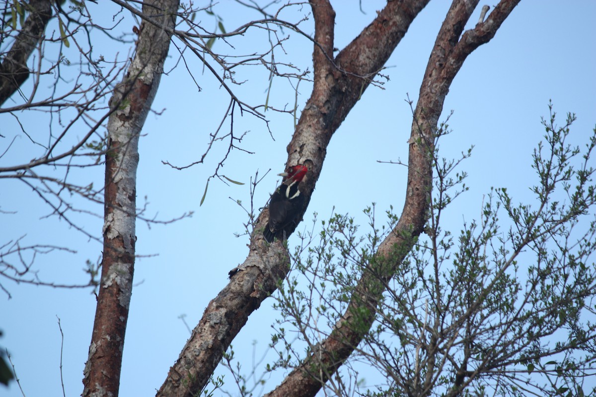 Pale-billed Woodpecker - ML75980611