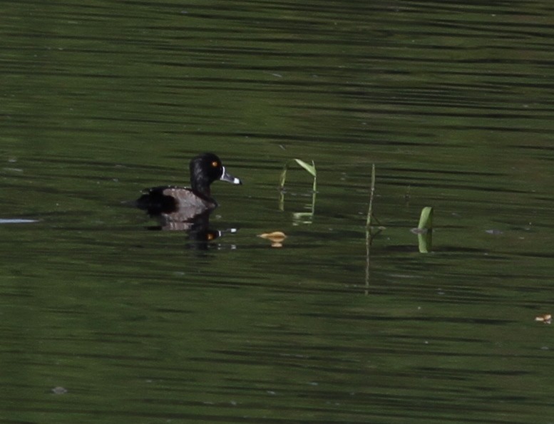 Ring-necked Duck - Georges Duriaux
