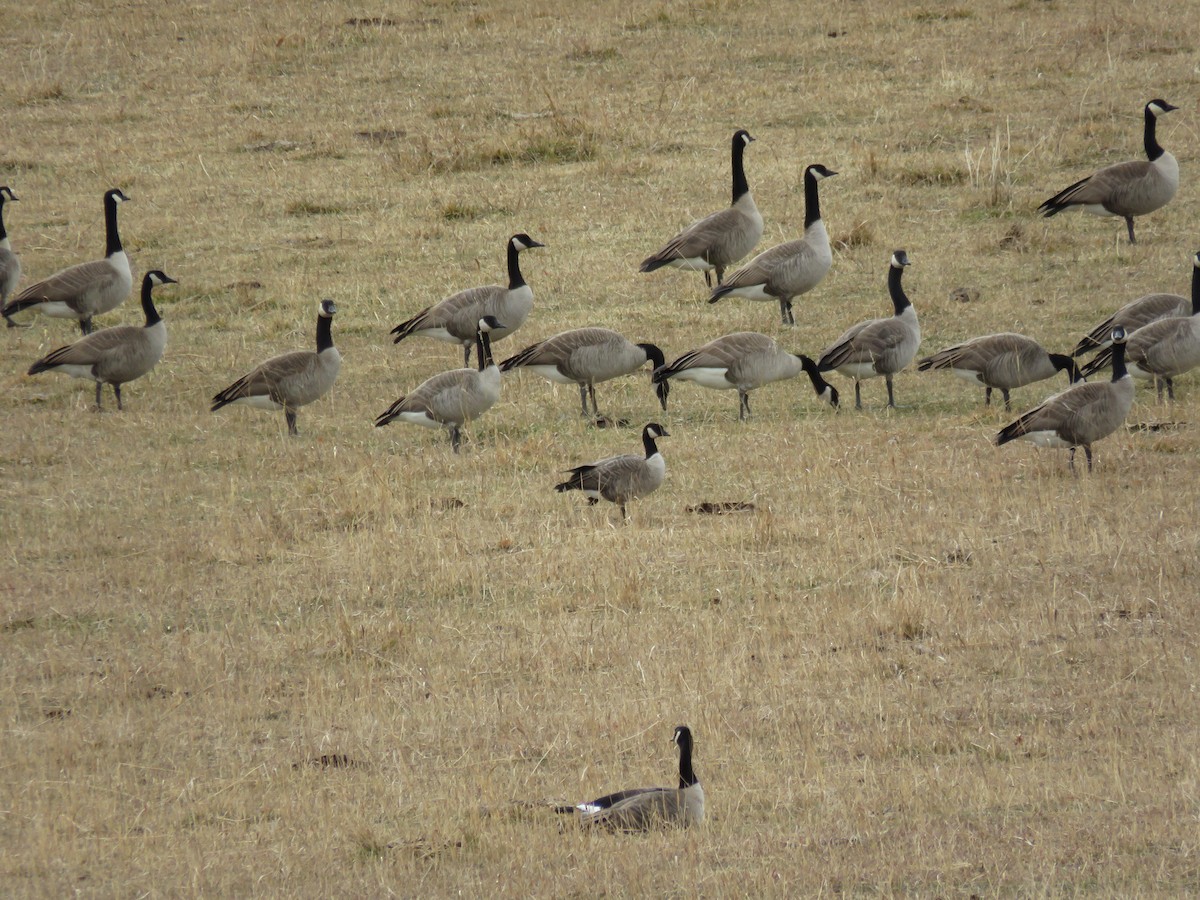 Cackling Goose - Del Nelson