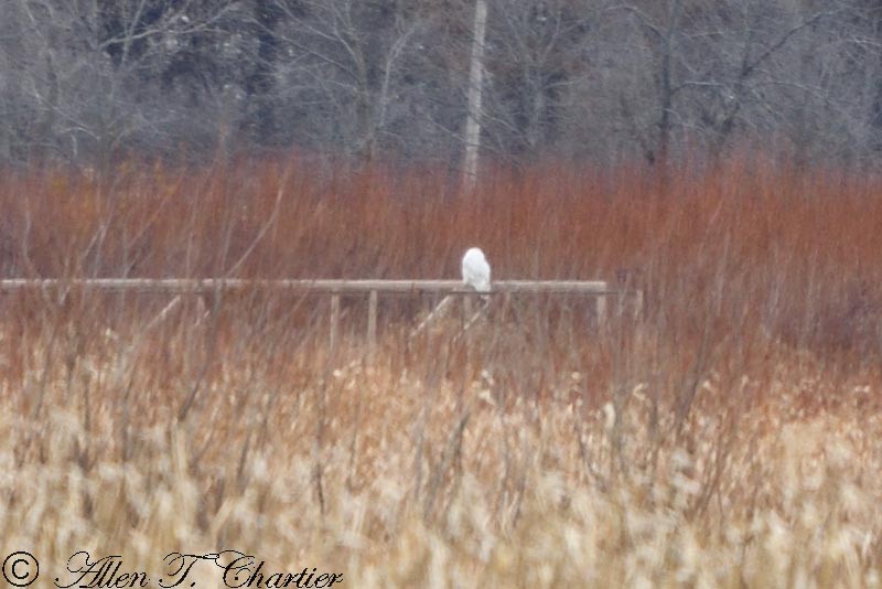 Snowy Owl - Allen Chartier