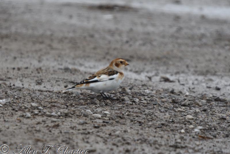 Snow Bunting - Allen Chartier