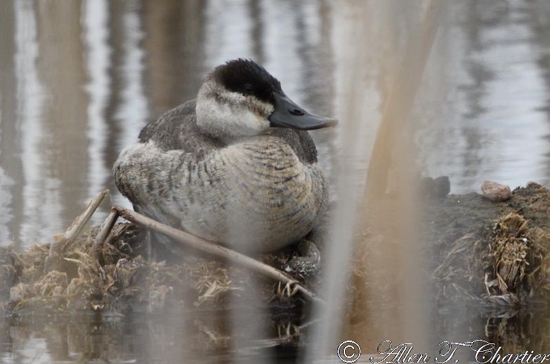 Ruddy Duck - ML75983031