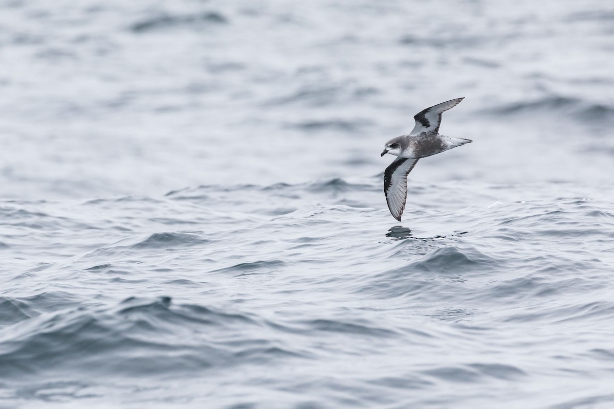 Mottled Petrel - ML75985671